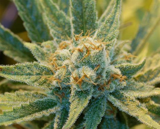 Mr-Nice-Super-Silver-Haze-Regolar-Cannabis-Seeds-Annibale-Seedshop-1