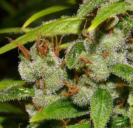 Mr-Nice-Super-Silver-Haze-Regolar-Cannabis-Seeds-Annibale-Seedshop-2