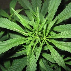 Mr-Nice-Super-Silver-Haze-Regolar-Cannabis-Seeds-Annibale-Seedshop