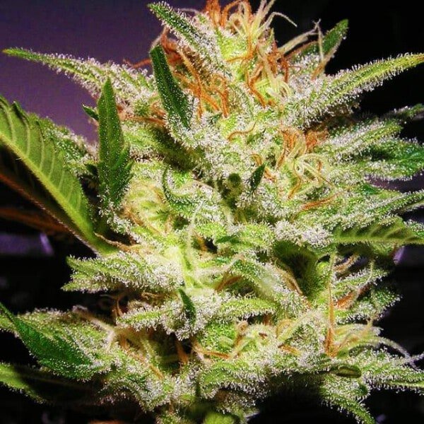 Nirvana-Amnesia-Haze-Auto-Feminized-Cannabis-Seeds-Annibale-Seedshop