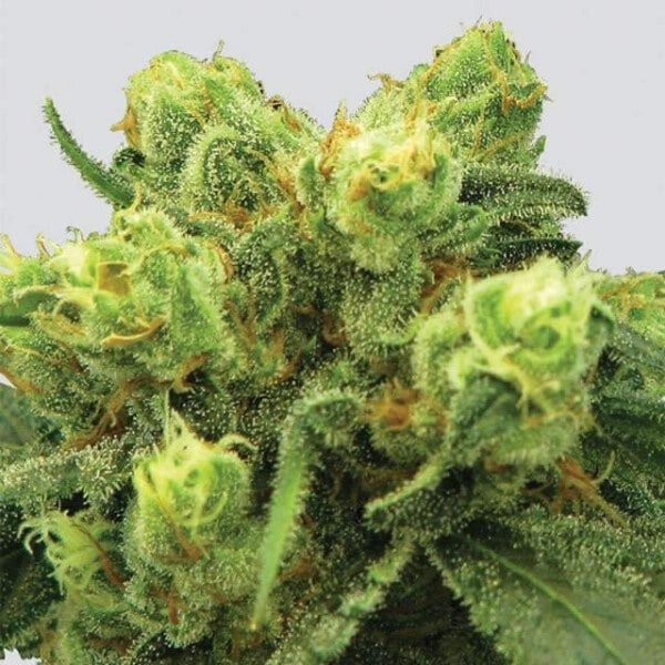 Nirvana-Big-Bud-Feminized-Cannabis-Seeds-Annibale-Seedshop