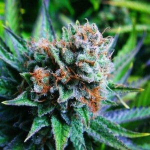 Nirvana-Blue-Dream-Feminized-Cannabis-Seeds-Annibale-Seedshop