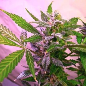 Nirvana-Blue-Mystic-Feminized-Cannabis-Seeds-Annibale-Seedshop