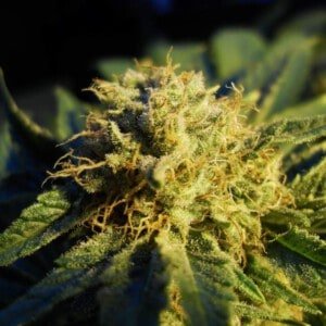 Nirvana-Blue-Mystic-Regular-Cannabis-Seeds-Annibale-Seedshop