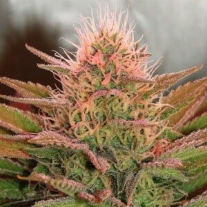 Nirvana-Bubblelicious-Feminized-Cannabis-Seeds-Annibale-Seedshop