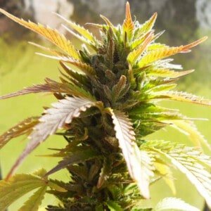 Nirvana-Bubblelicious-Regular-Cannabis-Seeds-Annibale-Seedshop