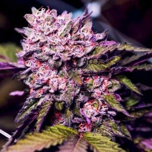 Nirvana-Gelato-Feminized-Cannabis-Seeds-Annibale-Seedshop