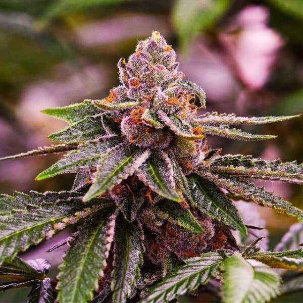 Nirvana-Girl-Scout-Cookies-Auto-Feminized-Cannabis-Seeds-Annibale-Seedshop