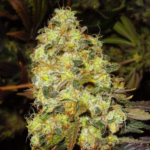 Nirvana-Ice-Feminized-Cannabis-Seeds-Annibale-Seedshop