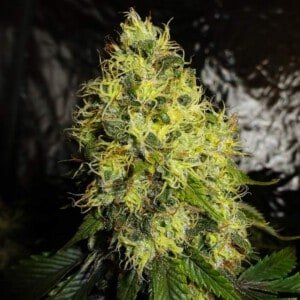 Nirvana Ice Regular Cannabis Seeds Annibale Seedshop
