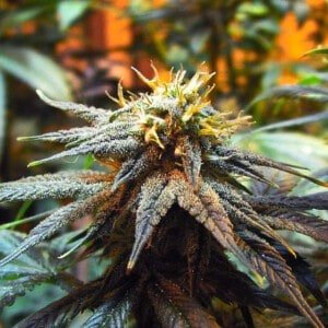 Nirvana-Mango-Skunk-Feminized-Cannabis-Seeds-Annibale-Seedshop