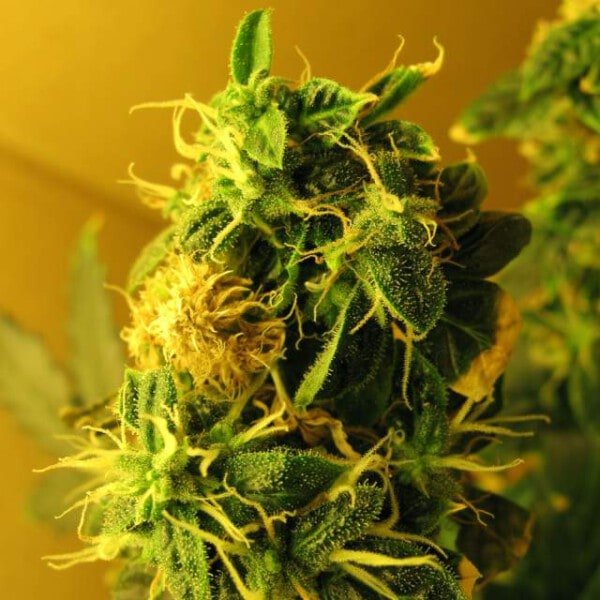 Nirvana-Northern-Light-Auto-Feminized-Cannabis-Seeds-Annibale-Seedshop