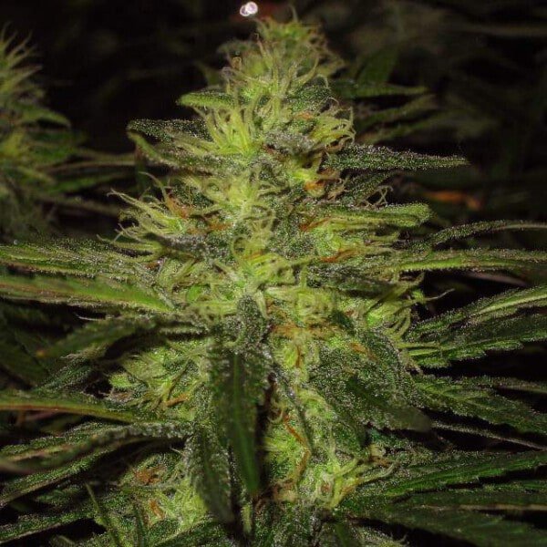 Nirvana-Northern-Light-Regular-Cannabis-Seeds-Annibale-Seedshop