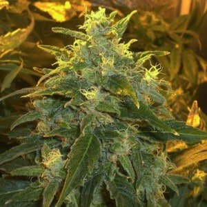 Nirvana-NorthernLight-Feminized-Cannabis-Seeds-Annibale-Seedshop