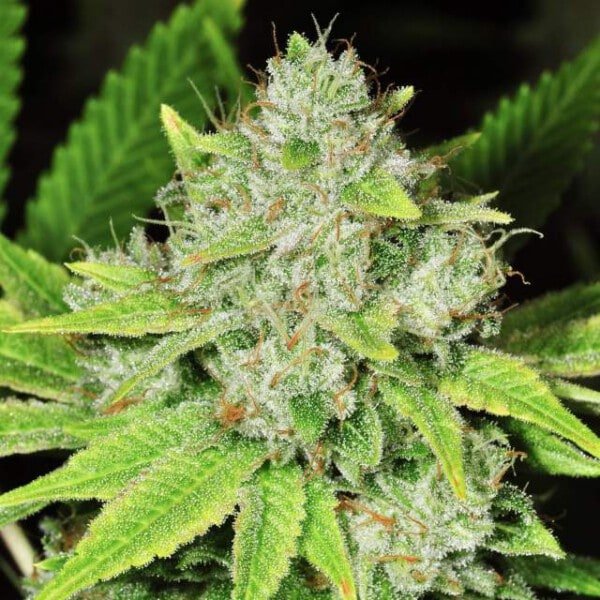 Nirvana-Original-Glue-Feminized-Cannabis-Seeds-Annibale-Seedshop