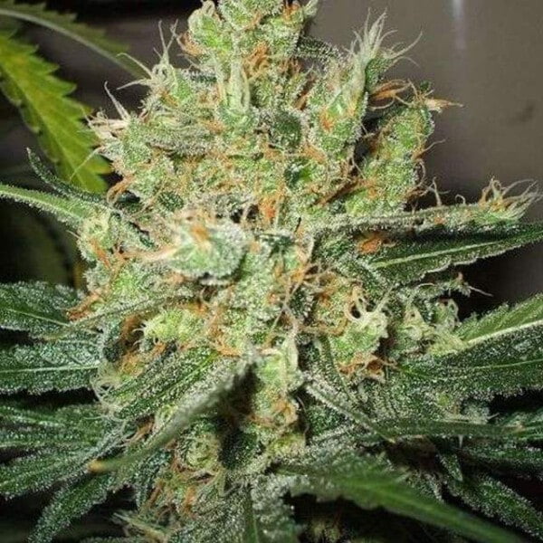 Nirvana-Pure-Power-Plant-Feminized-Cannabis-Seeds-Annibale-Seedshop