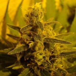 Nirvana-Pure-Power-Plant-Regular-Cannabis-Seeds-Annibale-Seedshop