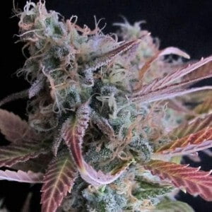 Nirvana-Raspberry-Cough-Feminized-Cannabis-Seeds-Annibale-Seedshop