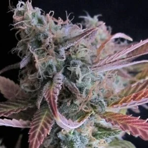 Nirvana-Raspberry-Cough-Feminized-Cannabis-Seeds-Annibale-Seedshop