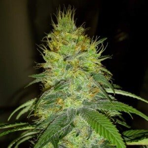 Nirvana-Raspberry-Cough-Regular-Cannabis-Seeds-Annibale-Seedshop