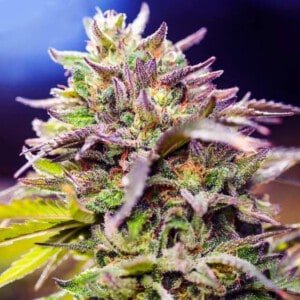 Nirvana-Skunk-_1-Feminized-Cannabis-Seeds-Annibale-Seedshop