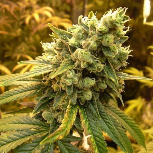 Nirvana-Sour-Diesel-Feminized-Cannabis-Seeds-Annibale-Seedshop