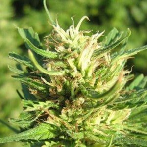 Nirvana-Super-Skunk-Feminized-Cannabis-Seeds-Annibale-Seedshop