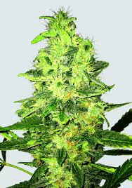 Nirvana-Super-Skunk-Regular-Cannabis-Seeds-Annibale-Seedshop