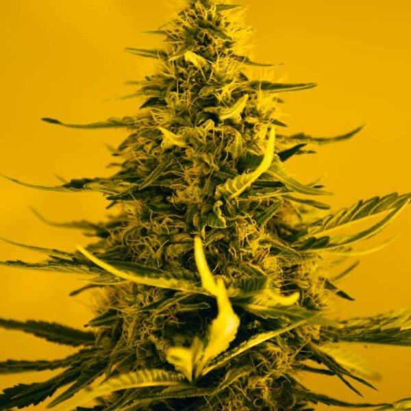 Nirvana-White-Widow-Auto-Feminized-Cannabis-Seeds-Annibale-Seedshop