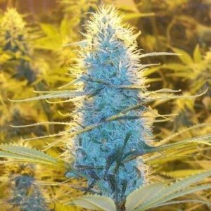 Nirvana-White-Widow-Regular-Cannabis-Seeds-Annibale-Seedshop