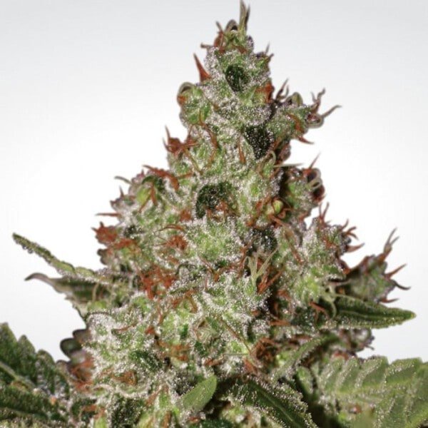 Paradise-Seeds-Acid-Feminized-Cannabis-Seeds-Annibale-Seedshop