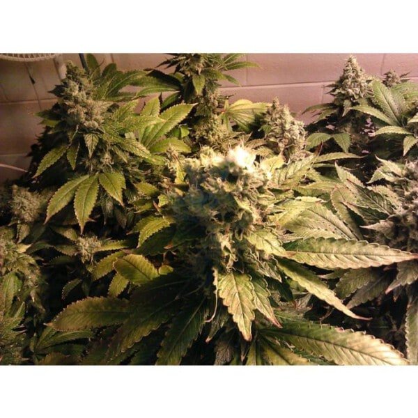 Paradise-Seeds-Acid-Feminized-Cannabis-Seeds-Annibale-Seedshop_2