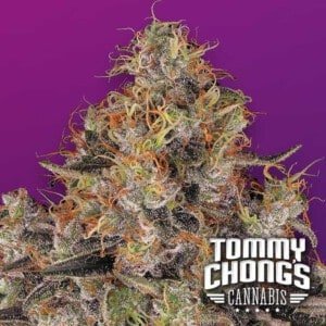 Paradise-Seeds-Blue-Kush-Berry-Tommy-Chongs-Choice-Feminized-Cannabis-Seeds-Annibale-Seedshop