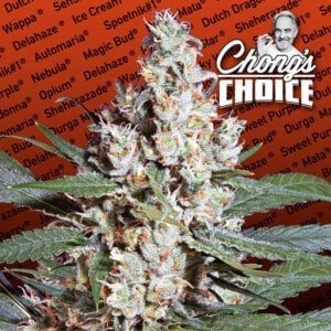 Paradise-Seeds-LA-Amnesia-Tommy-Chongs-Choice-Feminized-Cannabis-Seeds-Annibale-Seedshop