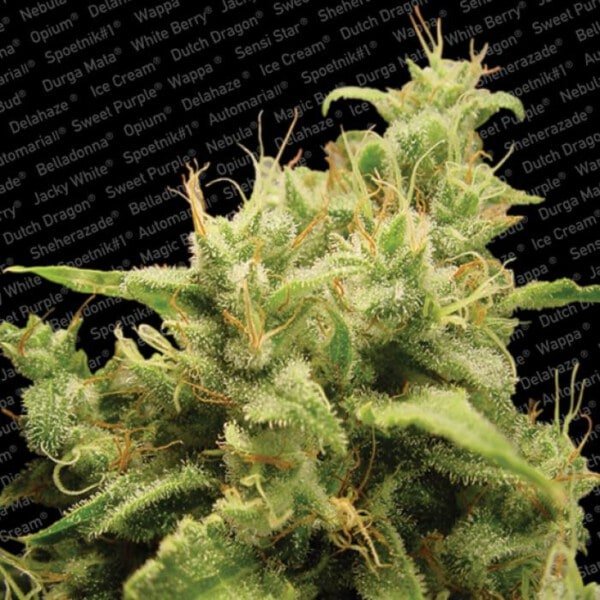 Paradise-Seeds-Opium-Feminized-Cannabis-Seeds-Annibale-Seedshop-1