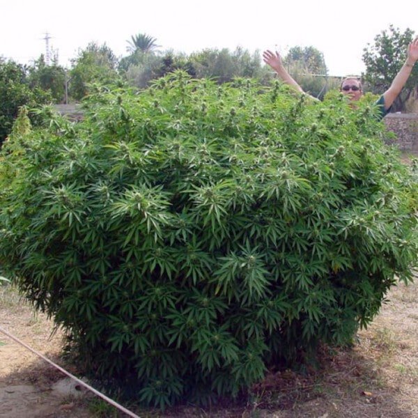 Paradise-Seeds-Opium-Feminized-Cannabis-Seeds-Annibale-Seedshop-2