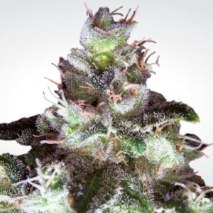 Paradise-Seeds-Original-White-Widow-IBL-Feminized-Cannabis-Seeds-Annibale-Seedshop