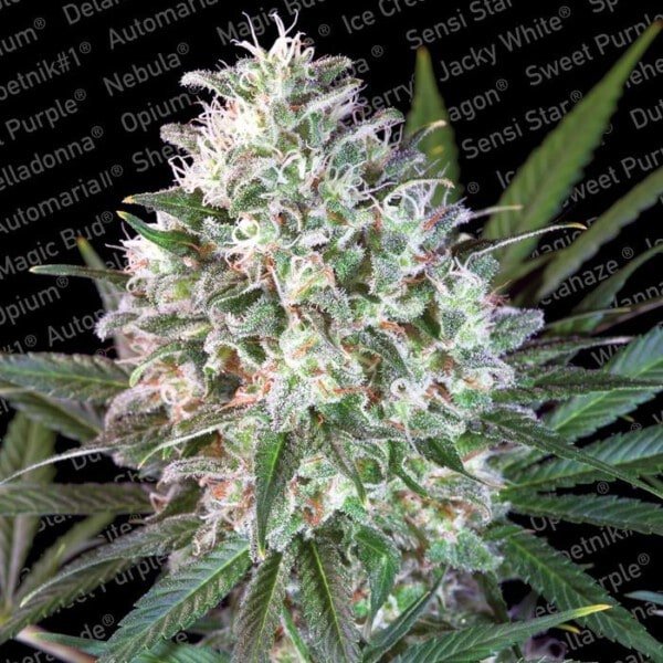 Paradise-Seeds-Space-Cookies-Feminized-Cannabis-Seeds-Annibale-Seedshop-1