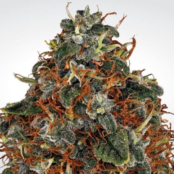 Paradise-Seeds-Space-Cookies-Feminized-Cannabis-Seeds-Annibale-Seedshop