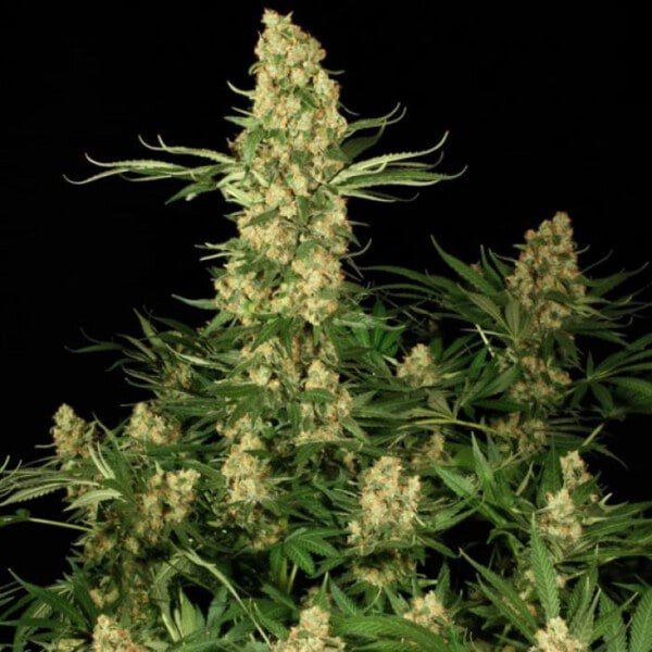 Paradise-Seeds-Wappa-Feminized-Cannabis-Seeds-Annibale-Seedshop-1