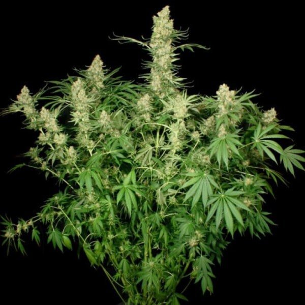 Paradise-Seeds-Wappa-Feminized-Cannabis-Seeds-Annibale-Seedshop-2