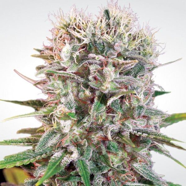 Paradise-Seeds-Wappa-Feminized-Cannabis-Seeds-Annibale-Seedshop