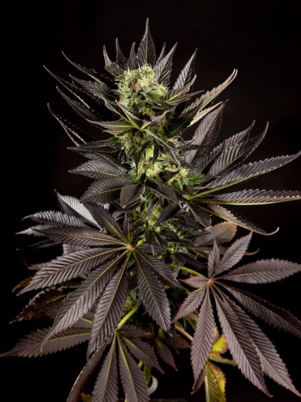 Philosopher-Seeds-Diesel-Tangie-Feminized-Cannabis-Seeds-Annibale-Seedshop-2