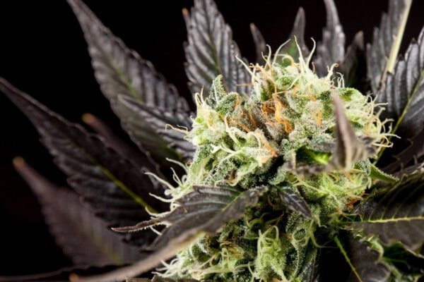 Philosopher-Seeds-Diesel-Tangie-Feminized-Cannabis-Seeds-Annibale-Seedshop-3