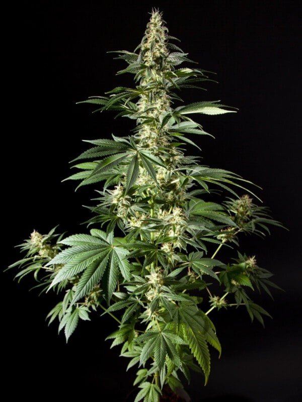 Philosopher-Seeds-Diesel-Tangie-Feminized-Cannabis-Seeds-Annibale-Seedshop