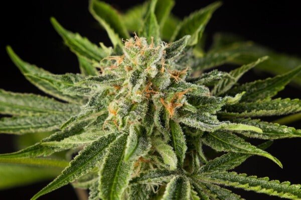 Philosopher-Seeds-Lemon-OG-Candy-Feminized-Cannabis-Seeds-Annibale-Seedshop-1