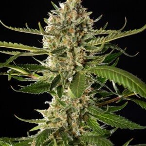 Philosopher-Seeds-Lemon-OG-Candy-Feminized-Cannabis-Seeds-Annibale-Seedshop