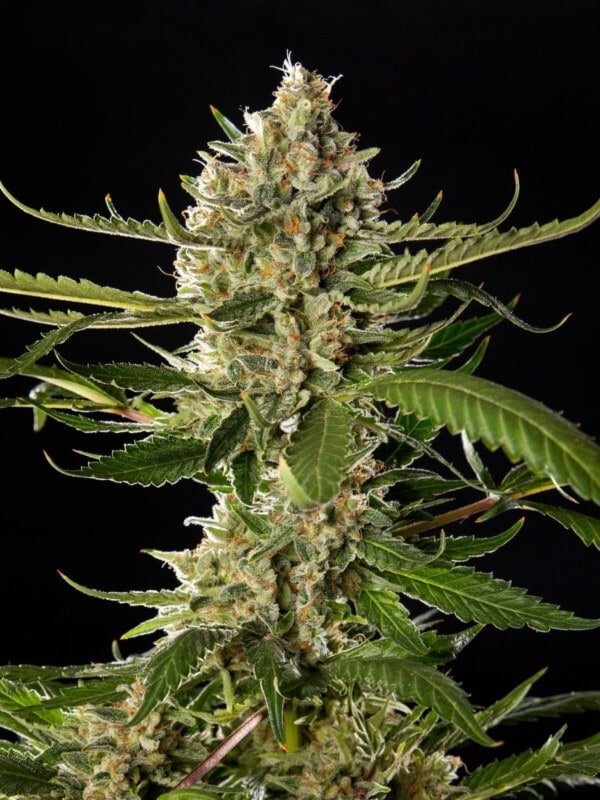 Philosopher-Seeds-Lemon-OG-Candy-Feminized-Cannabis-Seeds-Annibale-Seedshop