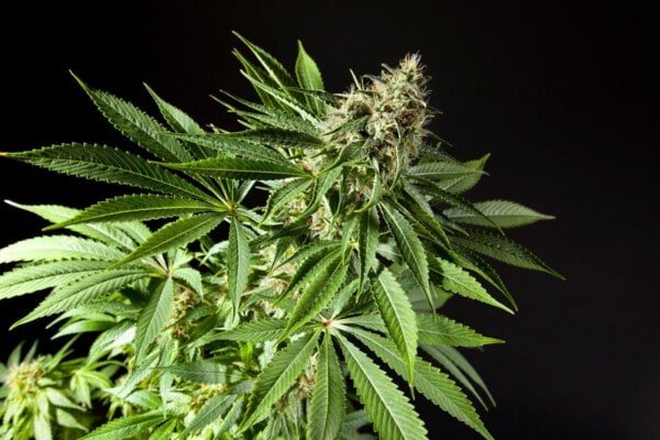 Philosopher-Seeds-Tropimango-Feminized-Cannabis-Seeds-Annibale-Seedshop-1