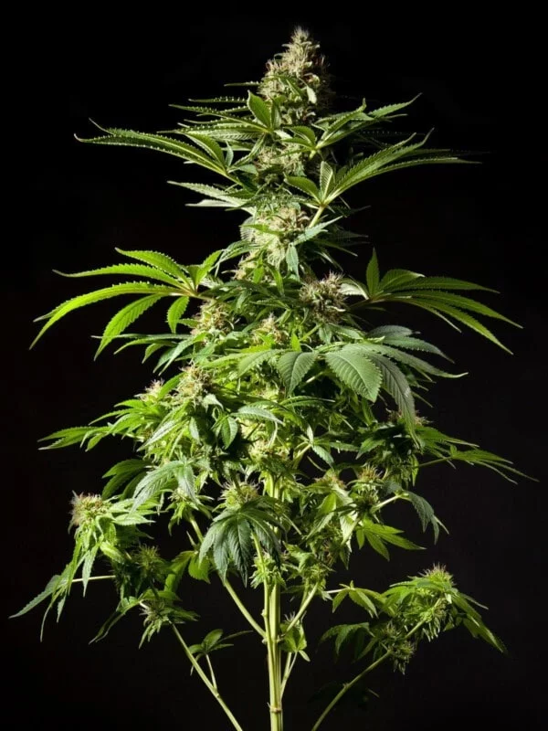 Philosopher-Seeds-Tropimango-Feminized-Cannabis-Seeds-Annibale-Seedshop